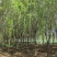 垂柳基地3~25公分的垂柳大量供应，常年销售现货