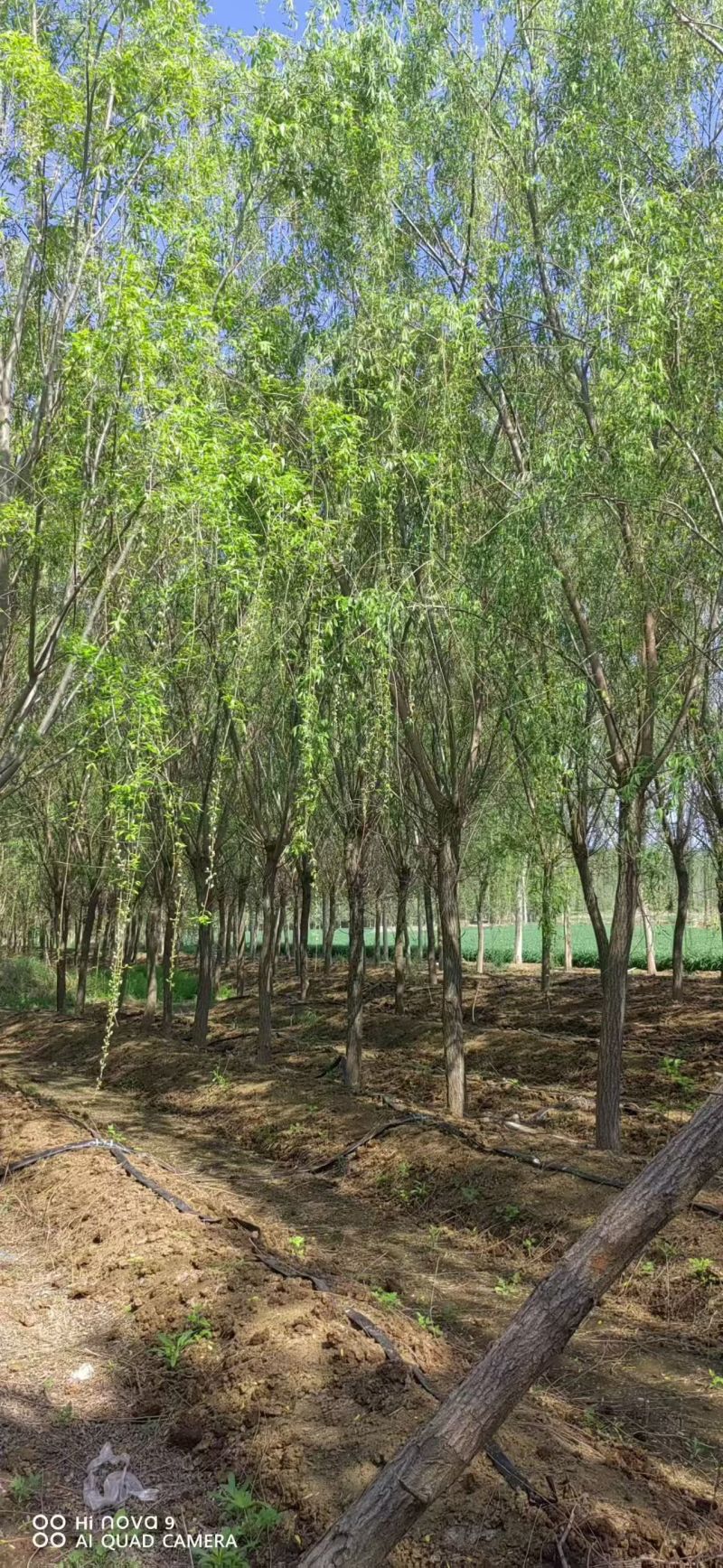 垂柳基地3~25公分的垂柳大量供应，常年销售现货