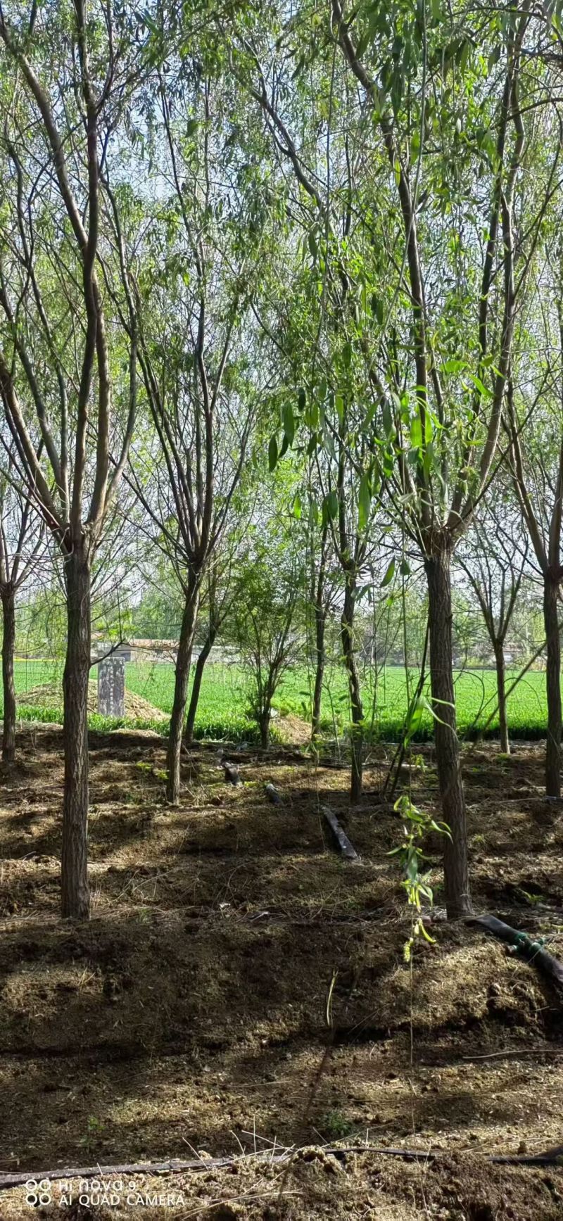 垂柳基地3~25公分的垂柳大量供应，常年销售现货