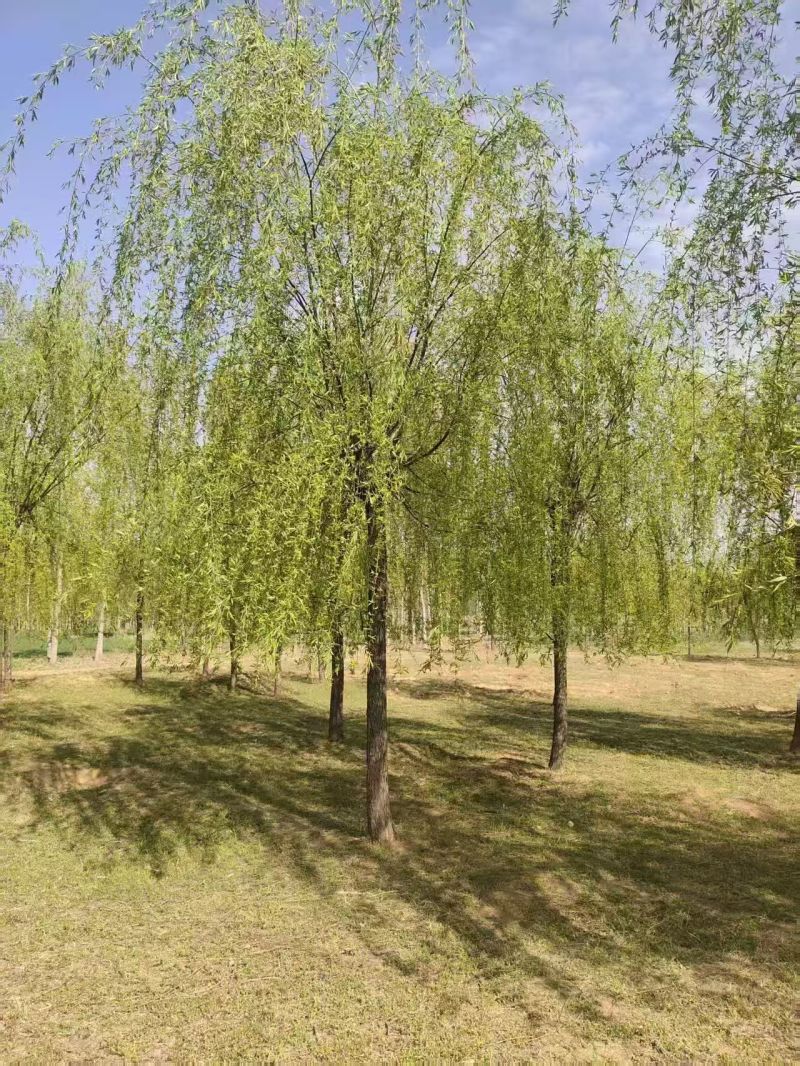 垂柳基地3~25公分的垂柳大量供应，常年销售现货