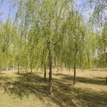 垂柳基地3~25公分的垂柳大量供应，常年销售现货