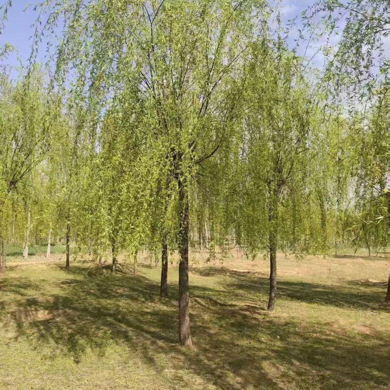 垂柳基地3~25公分的垂柳大量供应，常年销售现货