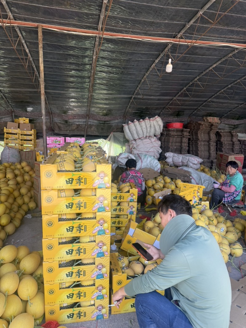 哈密瓜精品一级果无裂无坏果产地直供代办