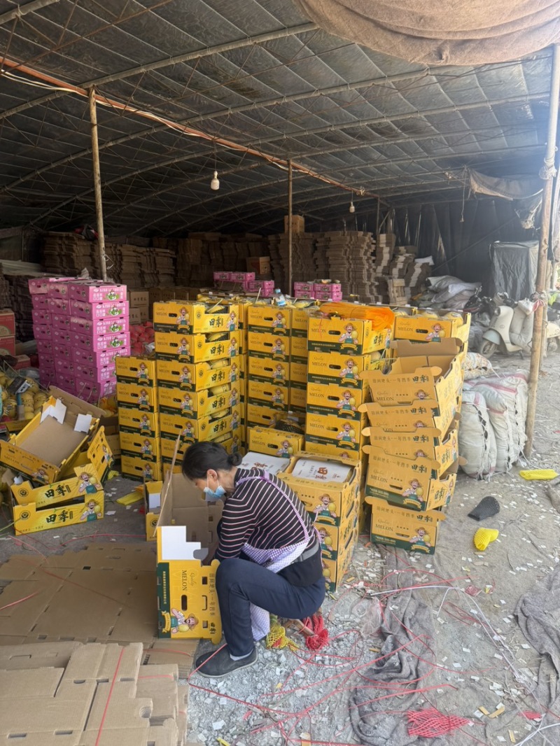 哈密瓜精品一级果无裂无坏果产地直供代办