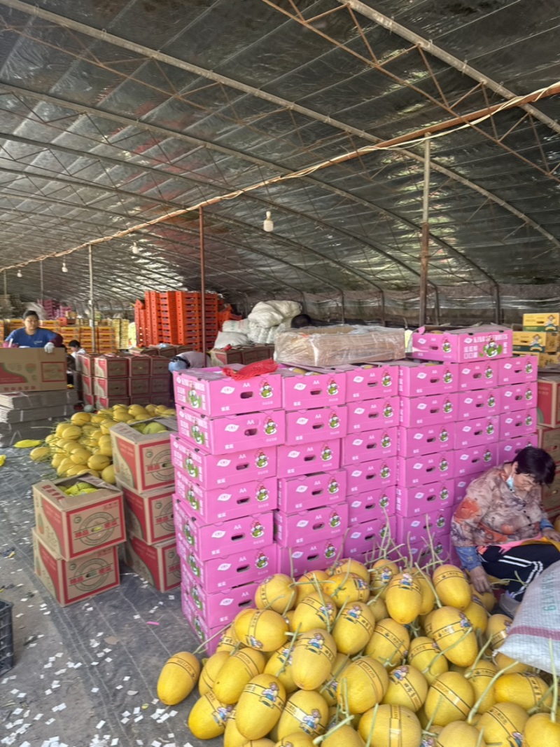 哈密瓜精品一级果无裂无坏果产地直供代办