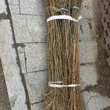刺槐苗、保质保量产地直销欢迎各大老板采购
