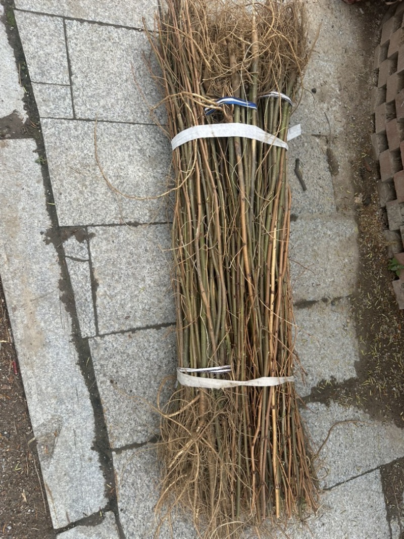 刺槐苗、保质保量产地直销欢迎各大老板采购