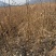 刺槐苗、保质保量产地直销欢迎各大老板采购