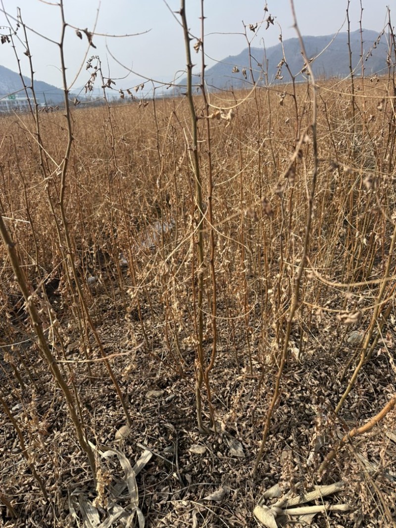 刺槐苗、保质保量产地直销欢迎各大老板采购