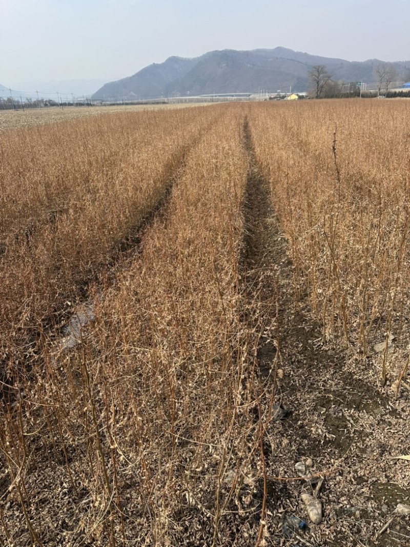 刺槐苗、保质保量产地直销欢迎各大老板采购