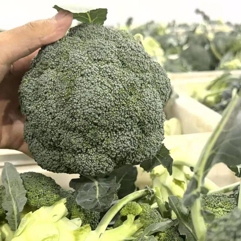 西南花