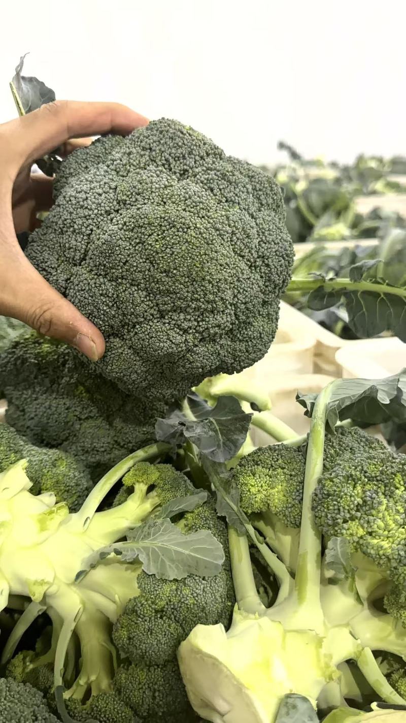 西南花