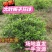大叶栀子花球栀子花规格齐全成活率高产地货源稳定