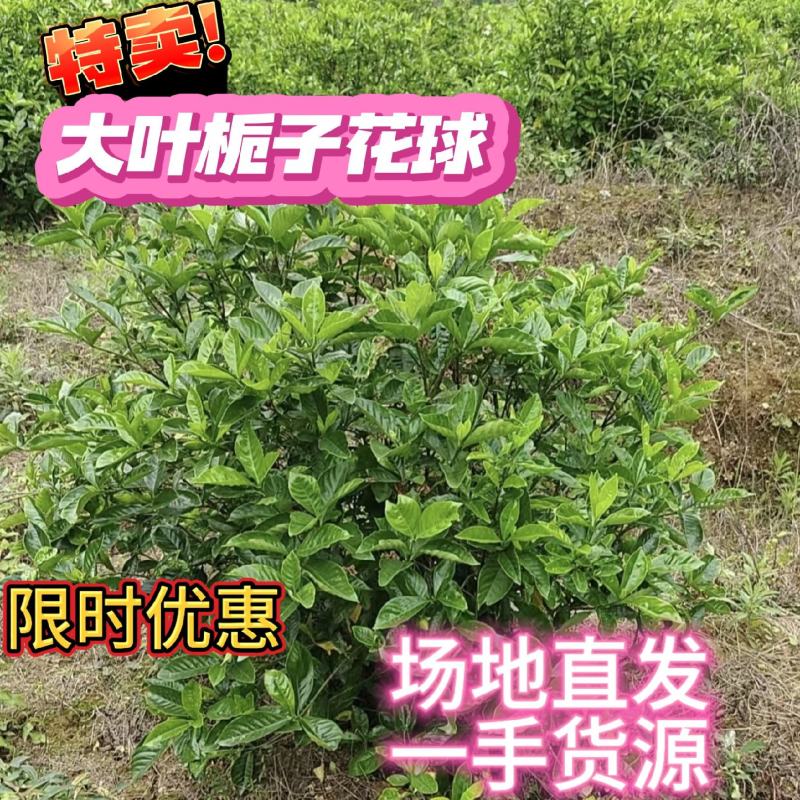 大叶栀子花球栀子花规格齐全成活率高产地货源稳定