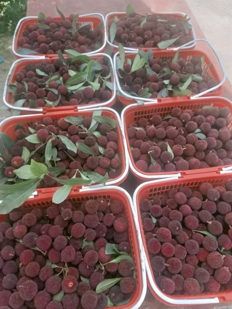 东魁大杨梅