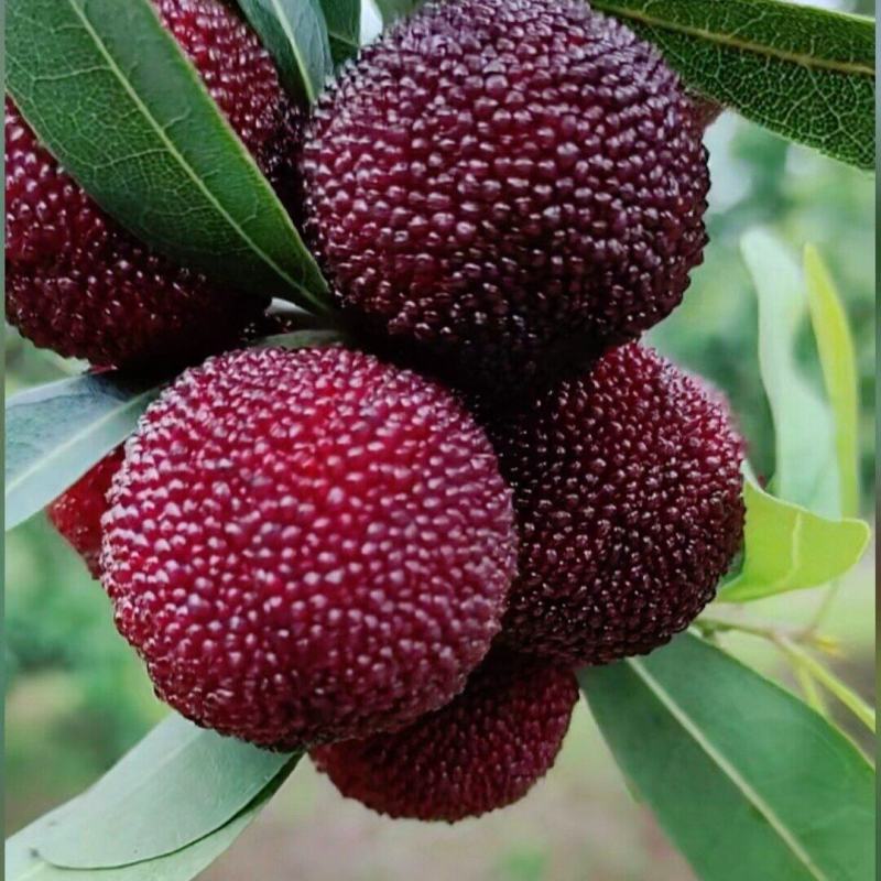 东魁大杨梅
