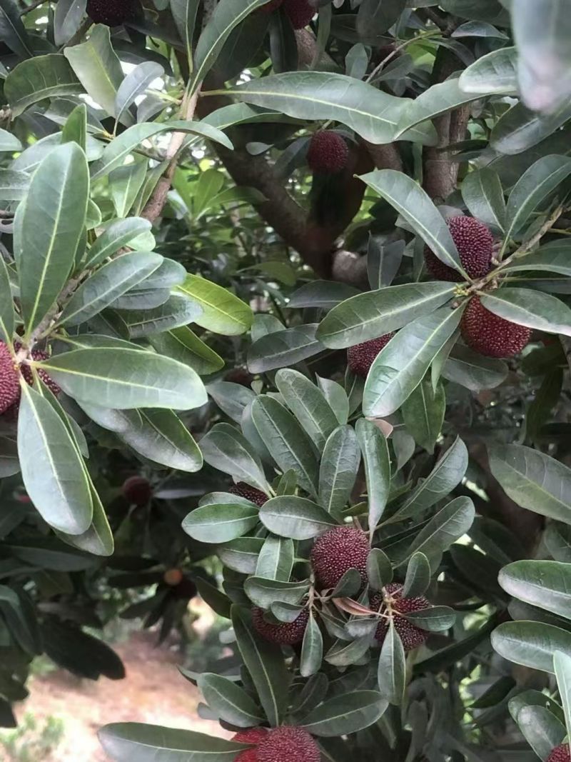 东魁大杨梅