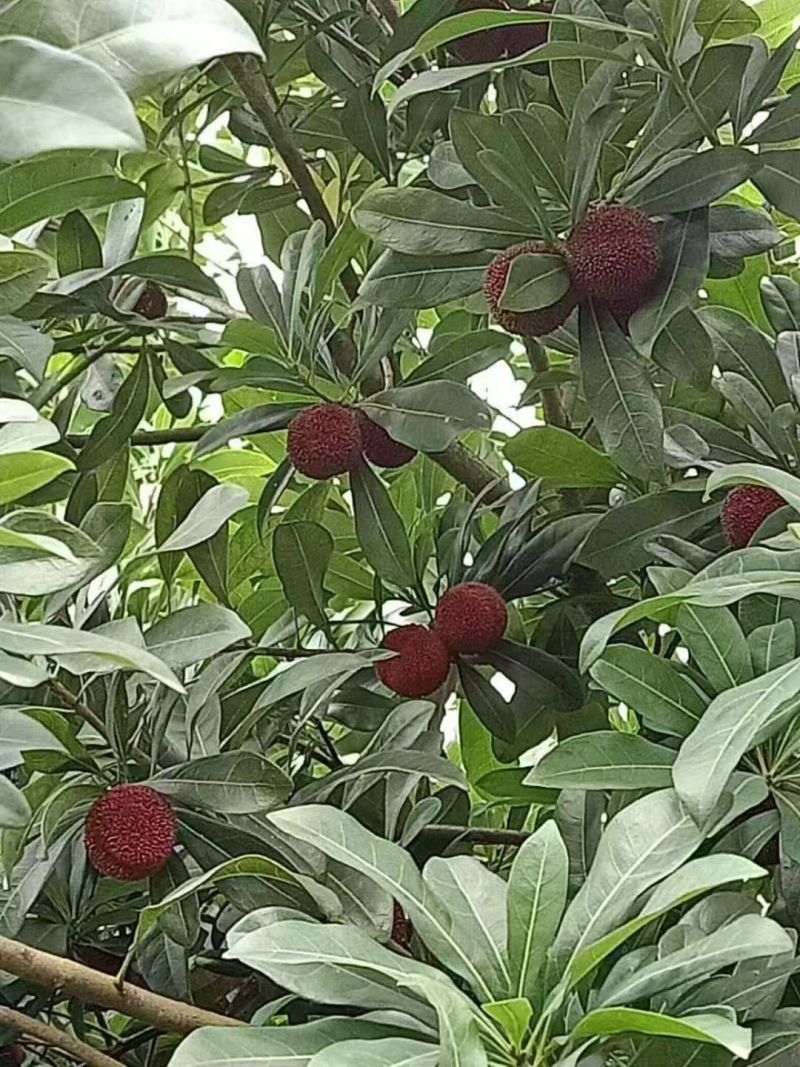 东魁大杨梅