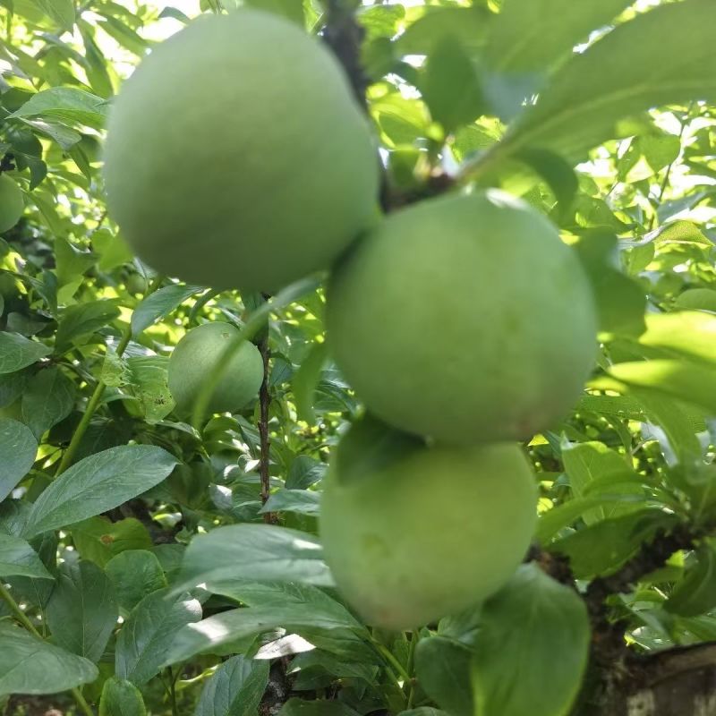味帝李子湖北李子产地大量现货供应规格齐全价格可谈