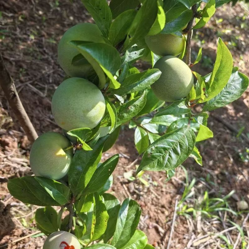 湖北李子《味帝李》产地一手货源，保质保量，对接市场批发商