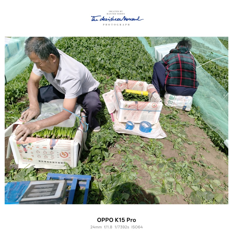 内蒙大叶菠菜大量上市，保质保量，原产地直发。
