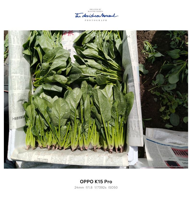内蒙大叶菠菜大量上市，保质保量，原产地直发。