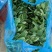 大量鸡毛菜，有需要可以咨询联系我排单收割