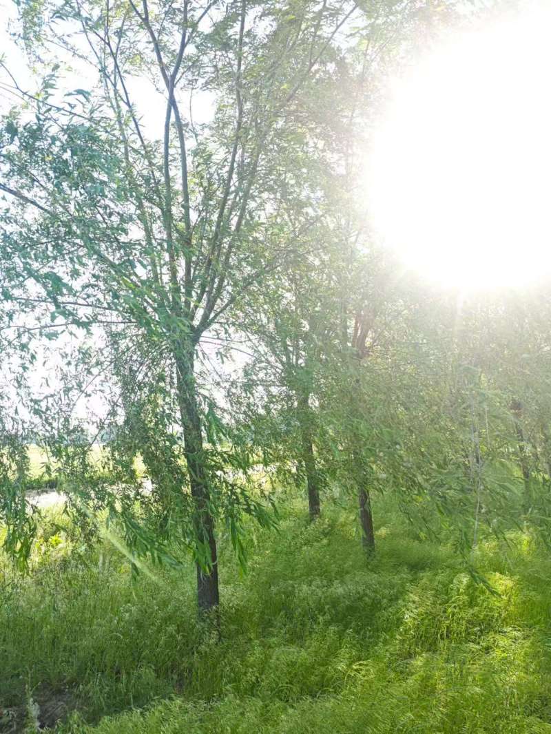 垂柳基地3~25公分的垂柳大量供应，常年销售现货