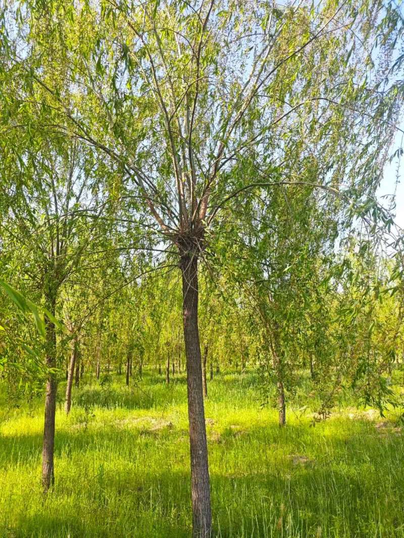 垂柳基地3~25公分的垂柳大量供应，常年销售现货