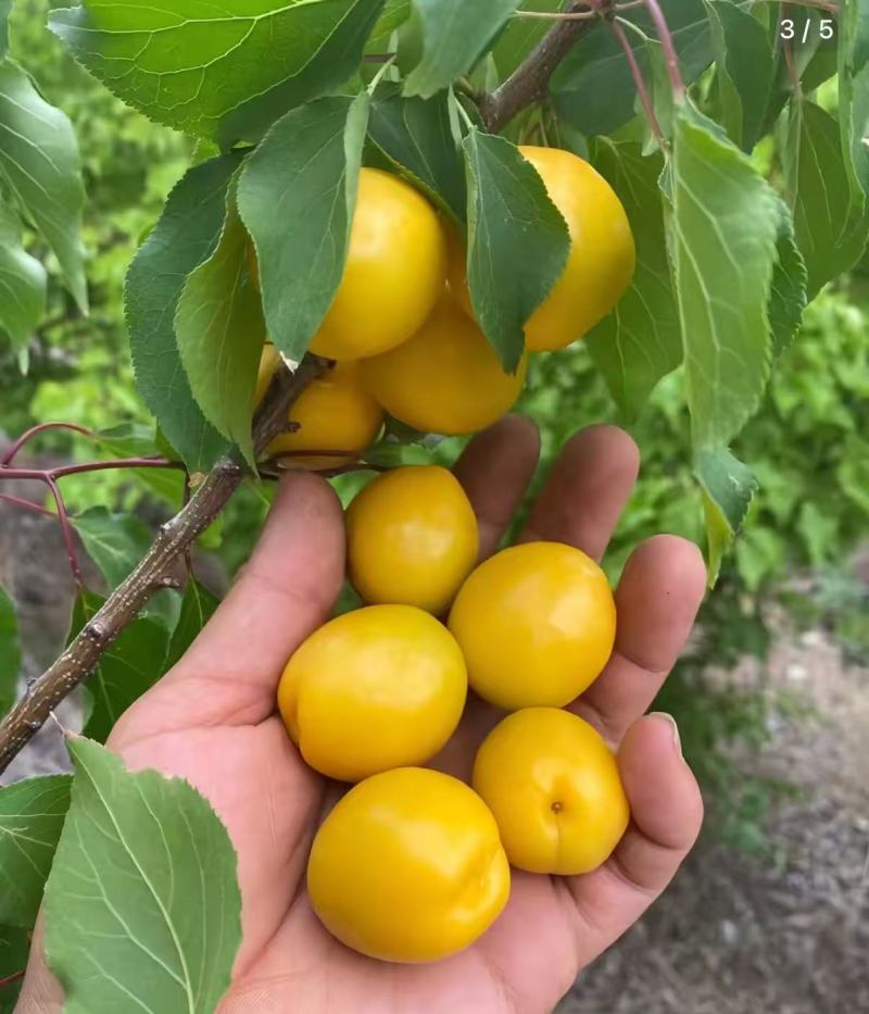 珍珠油杏