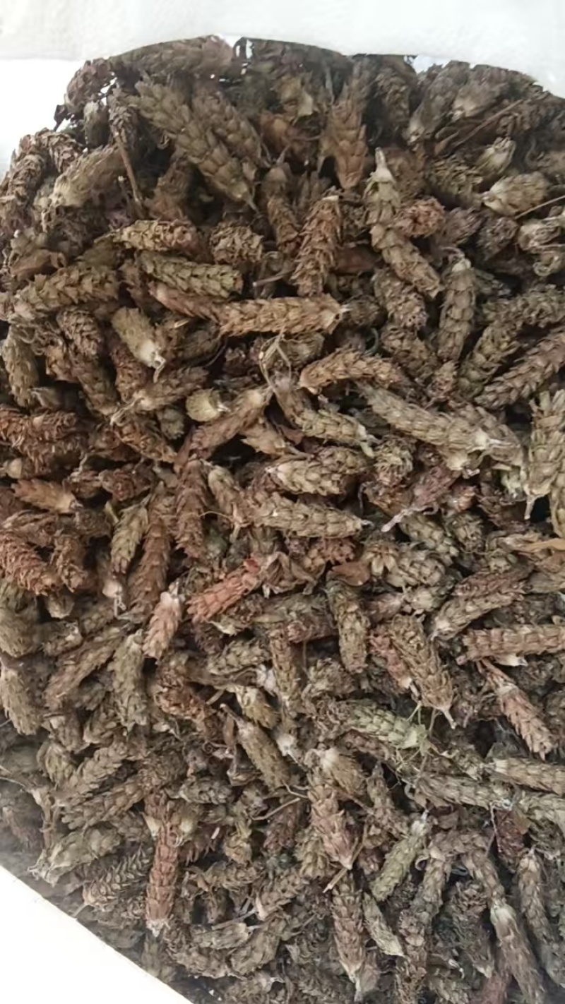 新货夏枯球中药材凉茶泡水泡茶新货晒干无硫无异味