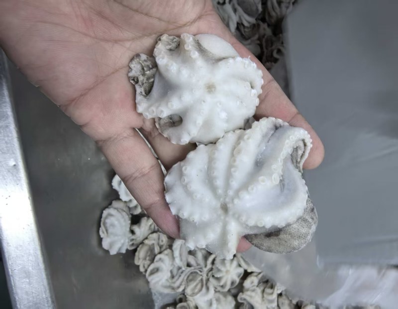 八爪鱼，干冰研磨八爪鱼，现货供应大量批发，可对接各大渠道
