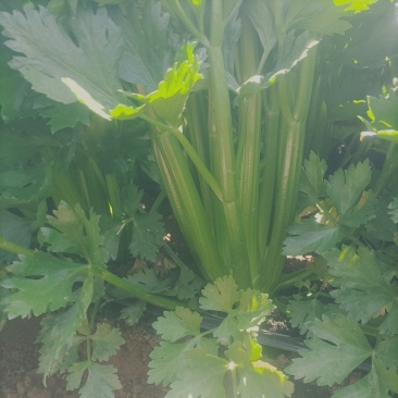 凯撒大帝芹菜