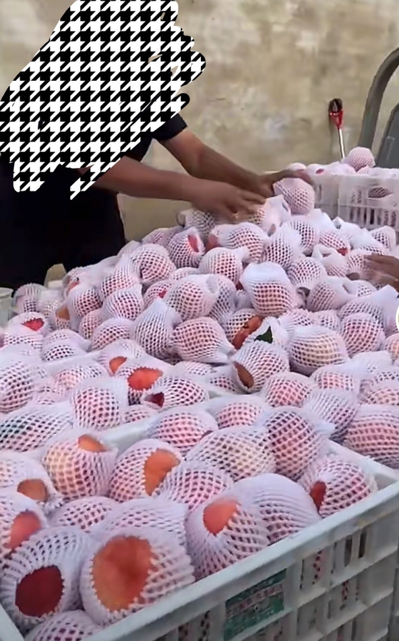 红皮，白肉，冰糖味，硬质毛桃，正宗肥桃玉妃。