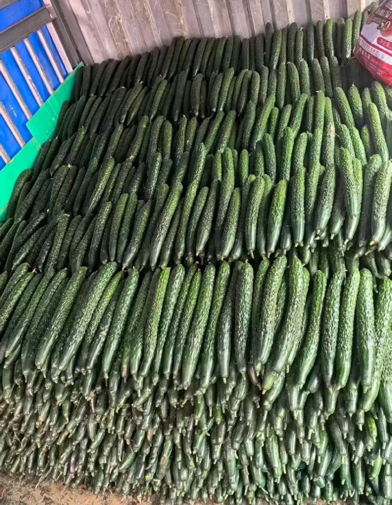 贵州精品黄瓜质量保证