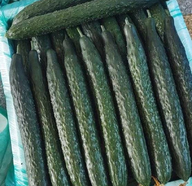 贵州精品黄瓜质量保证
