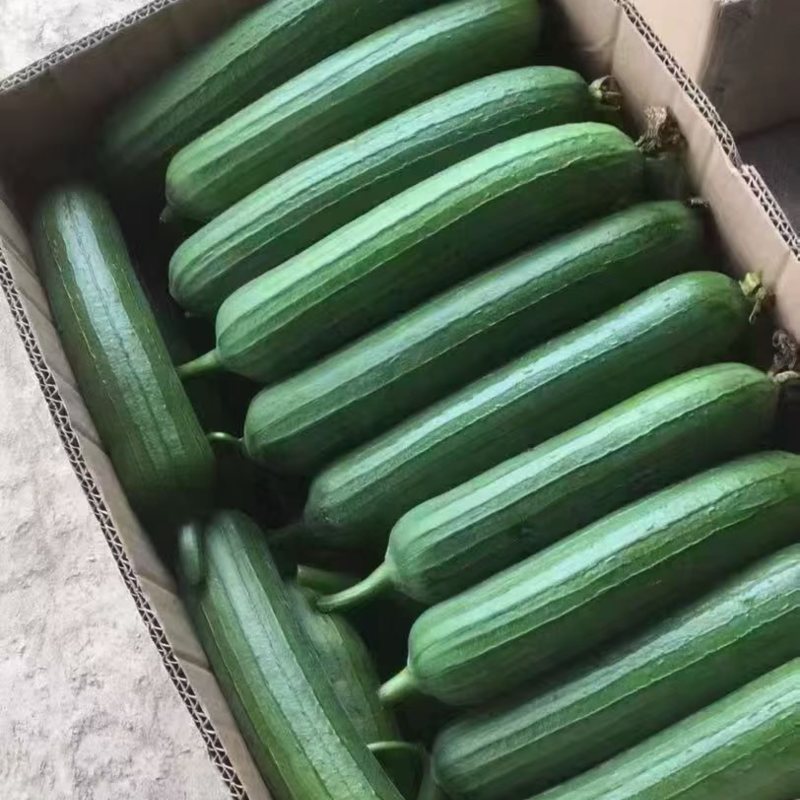 丝瓜香丝瓜油皮丝瓜