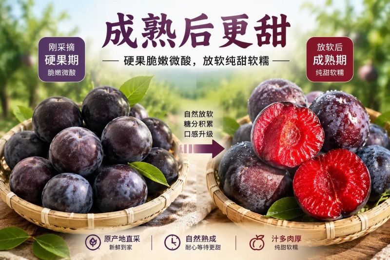 正宗风味玫瑰李红肉李子新鲜时令水果放软撕皮纯甜一件代发