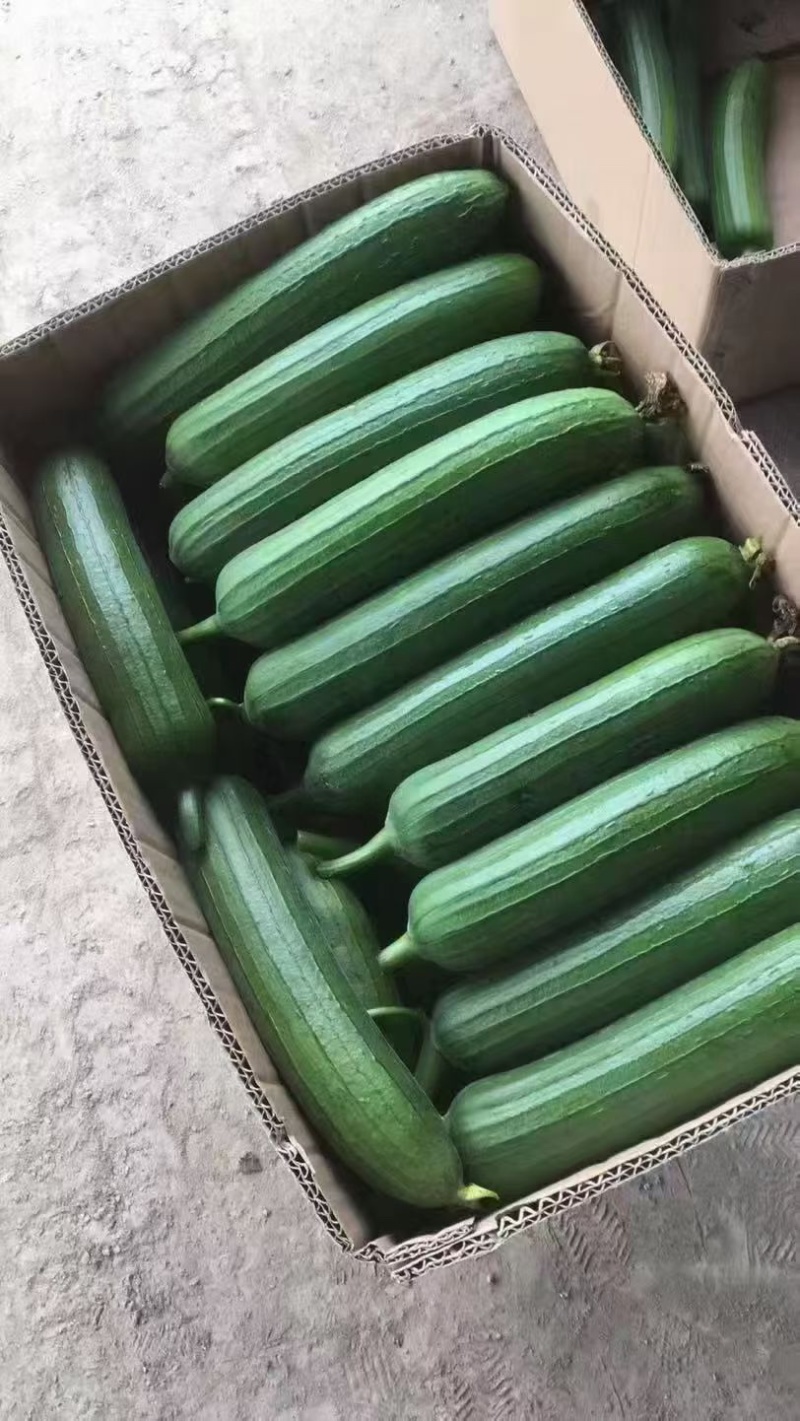 丝瓜香丝瓜油皮丝瓜