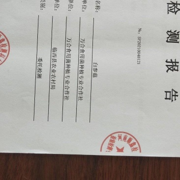 优质野生白参菇