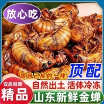 杜仲松蝉中号大号小号金蝉爬叉知了猴电商代发批发