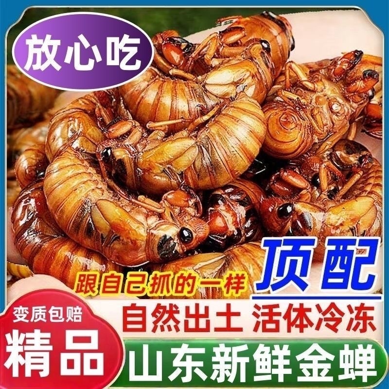 杜仲松蝉中号大号小号金蝉爬叉知了猴电商代发批发