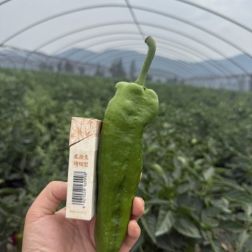 薄皮青椒新鲜上市量大从优可视频看货欢迎来电咨询