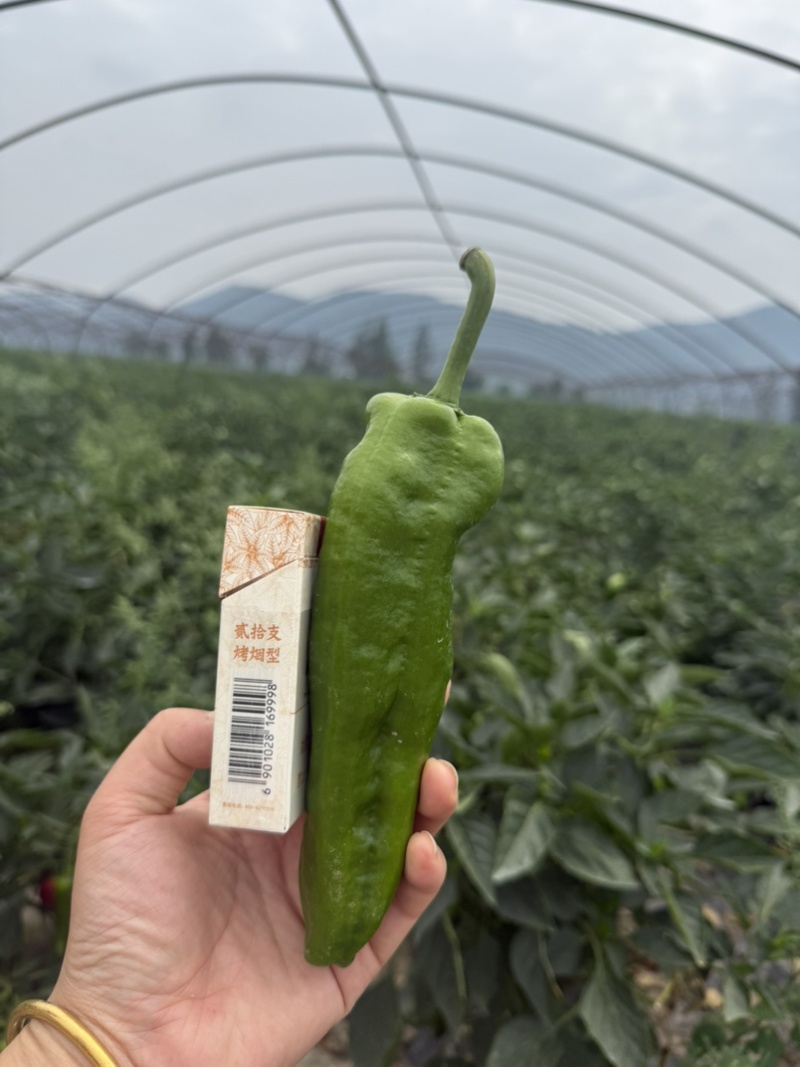 薄皮青椒新鲜上市量大从优可视频看货欢迎来电咨询