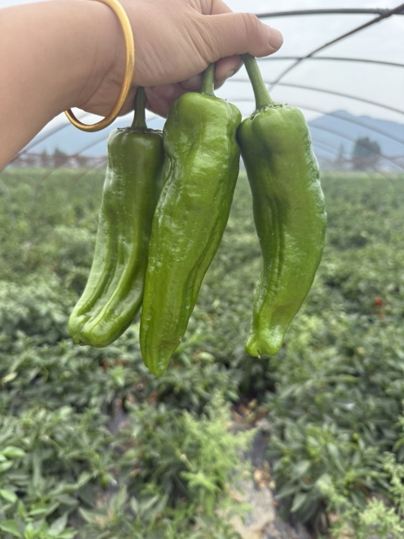 薄皮青椒新鲜上市量大从优可视频看货欢迎来电咨询