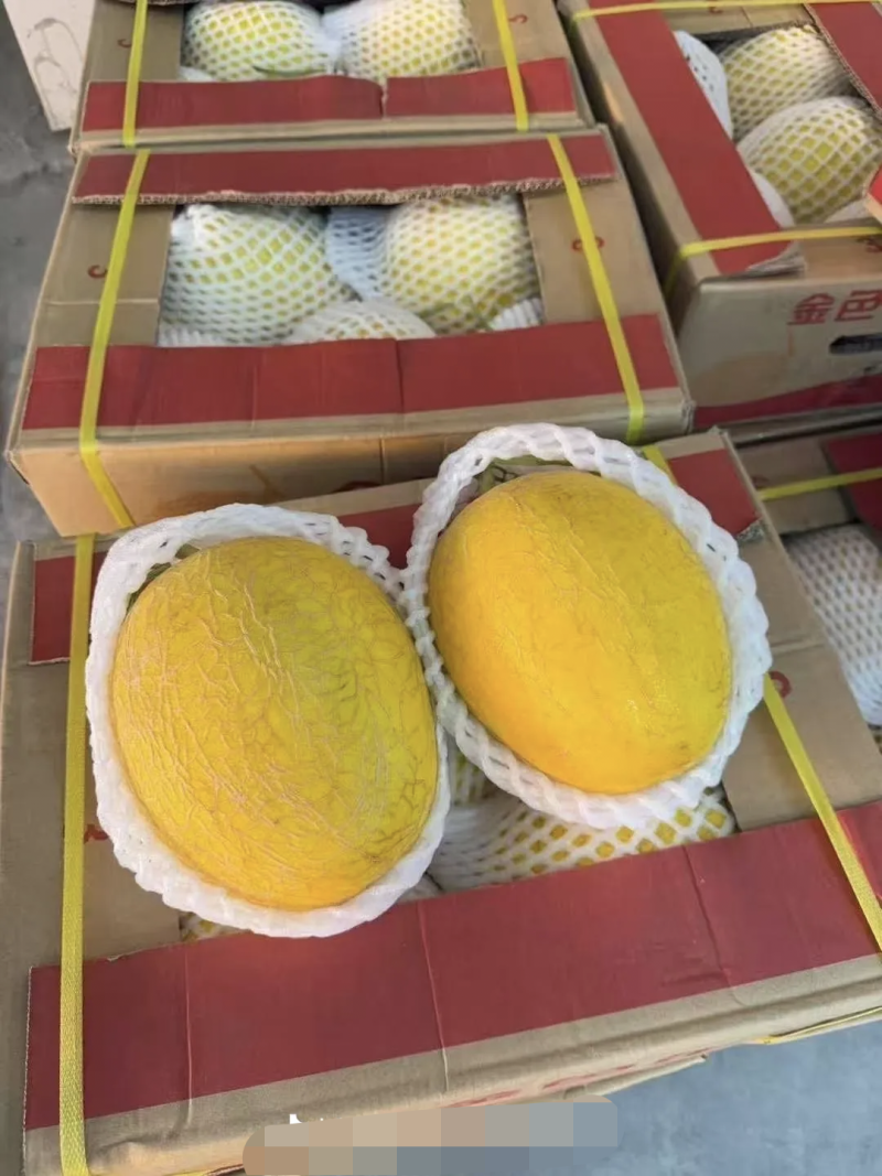 黄香脆3号哈蜜瓜品种种有保障大果型含糖高6斤以上