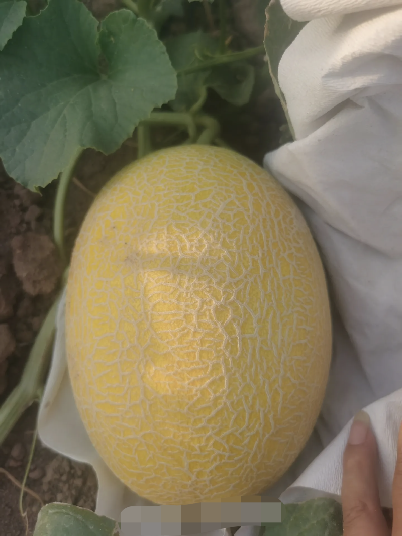 黄香脆3号哈蜜瓜品种种有保障大果型含糖高6斤以上