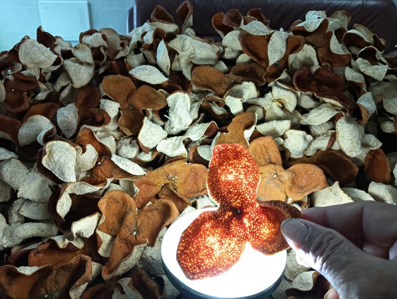 瑞润柑陈皮！2025年冬后大红陈皮！甘香润甜！没有苦味