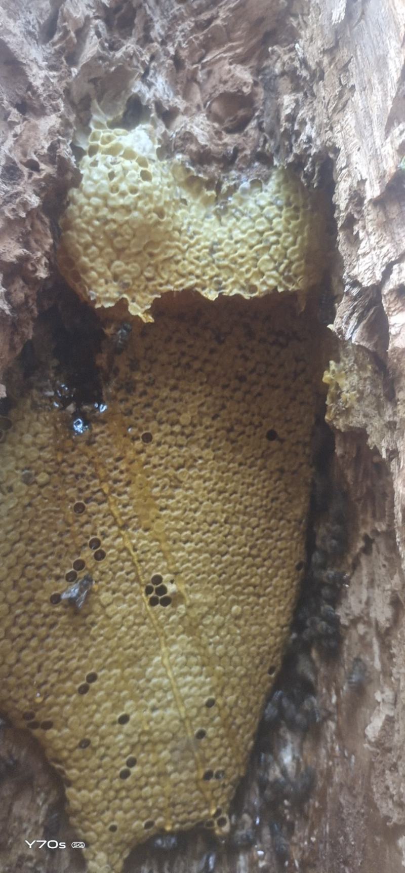 野生蜂蜜
