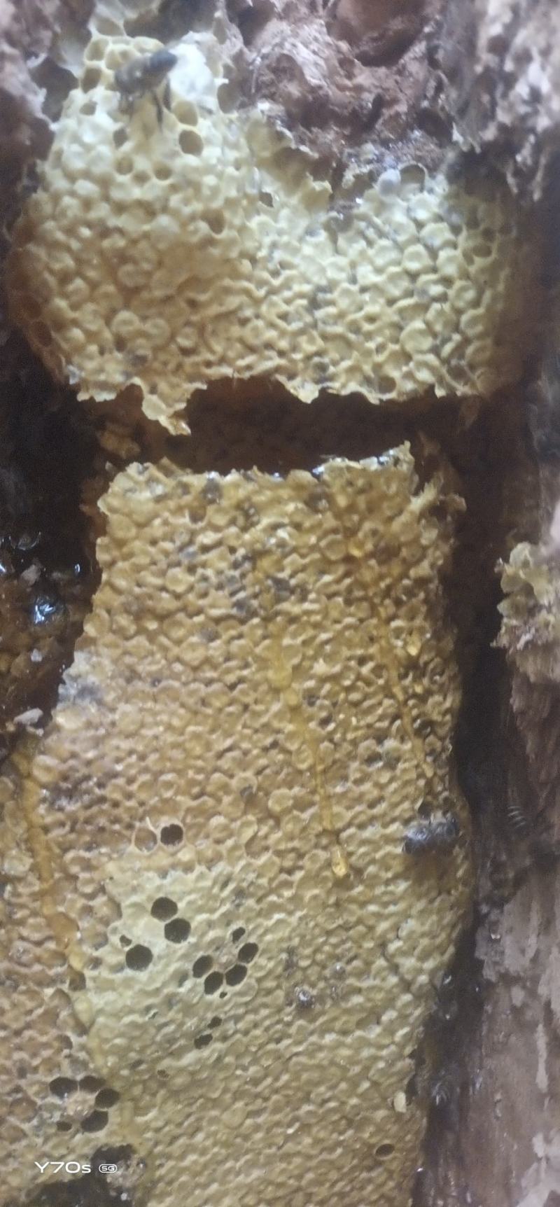 野生蜂蜜